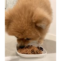 お買い得 ふりかけ 鶏ささみ シニア 小粒タイプ 230g 1袋 九州ペットフード ドッグフード 犬
