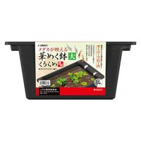 スドー 華めく鉢(大)くろらめ 287266 1個（直送品）