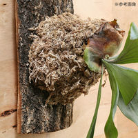 リーフ 原木ハンギングボード 壁掛けタイプ 大 1枚 930043 1個（直送品）