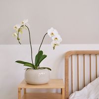 杉田エース D&M depotジャーポット クリーム φ18 CWJ956974 1セット(5個)（直送品）