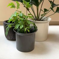 杉田エース D&M depotベースポット ブラック φ17.5 ソーサー付き CWJ956953 1個（直送品）