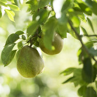 ＜2023年お歳暮＞アデリー ラ・フランス［１．８ｋｇ］ fw-lf1.8kg 1箱（直送品）