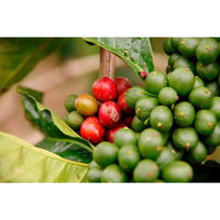 エヌアイエスフーズサービス マウントハーゲン オーガニック フェアトレード ロースト＆グラウンドコーヒー 250g×2個（直送品）