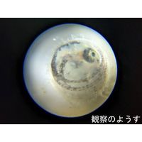 ナリカ タブレット顕微鏡(クリップ付) DNーC S77-2543 1個（直送品）