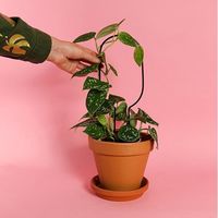 杉田エース Botanopia植物用くいミニ ブラック フープ CYB694740 1セット(3本)（直送品）