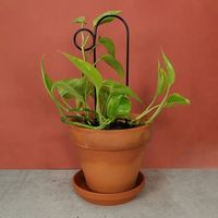 杉田エース Botanopia植物用くいミニ ブラック バンプ CYB694742 1セット(3本)（直送品）