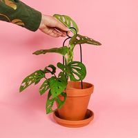 杉田エース Botanopia植物用くいミニ ブラック ポンポン CYB694739 1セット(3本)（直送品）