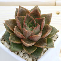 チャーム （観葉植物）エケベリア　品種おまかせ　ダイスＳ白（１鉢）（品種名のラベル付）　受皿付　軽石砂 345341（直送品）