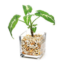 チャーム （観葉植物）品種おまかせハイドロカルチャー　６φサイズ　ゼオライト植え（１個） 345843（直送品）