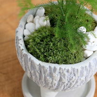 チャーム （観葉植物）アスパラ　和風陶器鉢植え　鉢色おまかせ（１鉢）　受皿付　山苔　白石 346677（直送品）