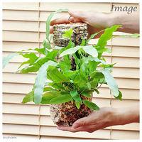 チャーム （観葉植物）バージンコルクプランツ　シダ　フレボディウム　オーレウム　ブルースター（１個） 361428（直送品）