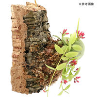 チャーム （観葉植物）バージンコルクプランツ　ディスキディア　カンガルーポケット（１個） 361431（直送品）