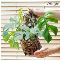 チャーム （観葉植物）バージンコルクプランツ　ヒメモンステラ（１個） 361430（直送品）