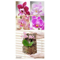 チャーム （観葉植物）バージンコルクプランツ　マイクロコチョウラン　花色おまかせ（１個） 361678（直送品）