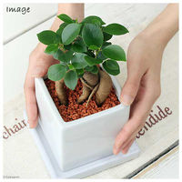 チャーム （観葉植物）ガジュマル　陶器鉢植え　ダイスＭ白（１鉢）　受皿付　セラミス 361859（直送品）