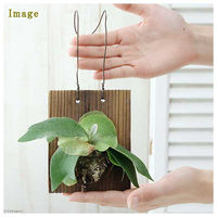 チャーム （観葉植物）コウモリラン　ビカクシダ　焼杉板　壁掛仕立て（１個） 361713（直送品）