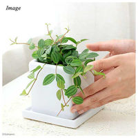 チャーム （観葉植物）ペペロミア　アングラータ　陶器鉢植え　ニューダイスＭ　ＷＨ（１鉢）　受け皿付き 362926（直送品）