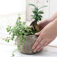 チャーム （観葉植物）苔盆栽　ガジュマル＆プミラ　抗火石鉢植え　Ｍサイズ（１鉢）苔 364991（直送品）