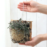 チャーム （観葉植物）バージンコルクプランツ　リプサリス　品種おまかせ　Ｓサイズ（１個） 365159（直送品）