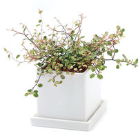 チャーム （観葉植物）ワイヤープランツ　スポットライト　陶器鉢植え　ダイスＭ白（１鉢）　受皿付　セラミス 366393（直送品）