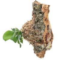 チャーム （観葉植物）バージンコルクプランツ　コウモリラン　Ｓサイズ（１個） 368351（直送品）