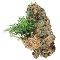 チャーム （観葉植物）バージンコルクプランツ　トキワシノブ（１個） 368501（直送品）