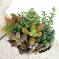 チャーム （観葉植物）多肉寄せ植え　動物達の贈り物　アンティーク調ラビット（１鉢） 368571（直送品）