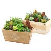 チャーム （観葉植物）多肉寄せ植え　ウッドプランター　鉢色おまかせ（１鉢） 368661（直送品）