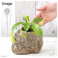 チャーム （観葉植物）苔盆栽　ウツボカズラ　抗火石鉢植え（１鉢） 473113（直送品）