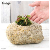 チャーム (観葉植物)苔盆栽 ハエトリソウ 抗火石鉢植え(1鉢) 473112 1鉢（直送品）