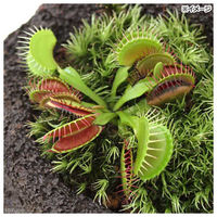 チャーム (観葉植物)苔盆栽 ハエトリソウ 溶岩石鉢植え(1鉢) 473428 1鉢（直送品）