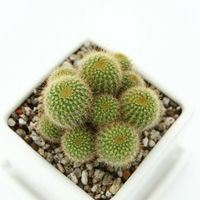 チャーム （観葉植物）エリオカクタス　金晃丸　群生　ダイスＭ白（１鉢）　受皿付　軽石砂 345344（直送品）