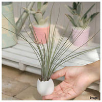 チャーム (観葉植物)癒しの風吹くたまごチビ(ティランジア・ジュンセア セット) 182914 1セット（直送品）