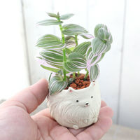 チャーム （観葉植物）おまかせミニ観葉　リトルドッグ　鉢おまかせ（１鉢）セラミス 368485（直送品）
