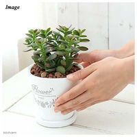 チャーム （観葉植物）金のなる木　フレグランドラウンドポットＸＳ植え（１鉢）　受皿付　セラミス 362828（直送品）