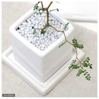 チャーム （観葉植物）メルヘンの木　ソフォラ　リトルベイビー　陶器鉢植え　ダイスＭ白（１鉢）　受皿付　白石 74816（直送品）