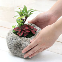 チャーム （観葉植物）苔盆栽　おまかせ観葉植物　３種アレンジ　抗火石鉢植え　Ｍサイズ（１鉢）苔 364992（直送品）