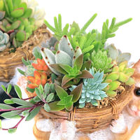 チャーム （観葉植物）多肉寄せ植え　子猫のバスケット　鉢色おまかせ（１鉢） 348241（直送品）