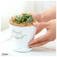 チャーム （観葉植物）観葉ギフト　多肉６種寄せ植え　フレグランドラウンドポットＸＳ植え（１鉢）　受皿付　ココヤシ 362958（直送品）