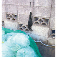 アーテック 防鳥用吊り下げカラス 36515 1セット（直送品）