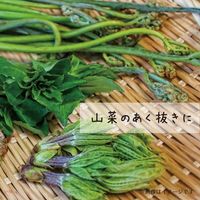 住まいの魔法のパウダー 重曹 ボトル 390g 本体 5個 丹羽久