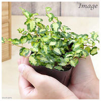 チャーム (観葉植物)フィカス プミラ ツキヨノヒカリ 3号(1ポット) 362032 1鉢（直送品）