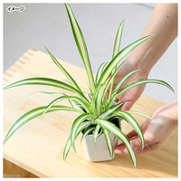 チャーム (観葉植物)オリヅルラン 3号(1ポット) 183584 1鉢（直送品）