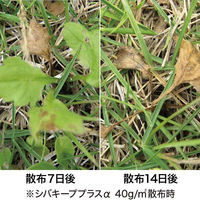 レインボー薬品 シバキーププラスα 2kg 4903471309442 1箱(2kg入)（直送品）