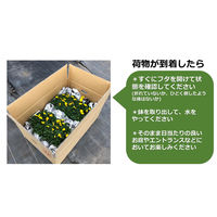 FSブルーム [N] ビオラ 8株植え プランター 20001112 1箱(2鉢入) （生花）（直送品）