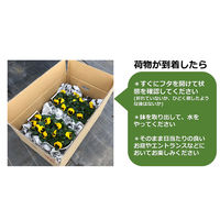 FSブルーム [N] パンジー 8株植え プランター 20001111 1箱(2鉢入) （生花）（直送品）