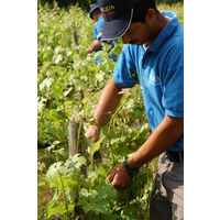 【サクラワインアワード ゴールド】イタリア パスクァ ビアンコ ヴェネト 白ワイン やや辛口 750ml 1本 国分