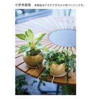 コントン　ヤマテー アステア　ボウル　４号　ベージュ　受け皿付き 282177 1個（直送品）