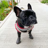 犬用 レインブーツタイプ パウテクト Sサイズ ダークブラウン（2個入り）1個