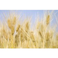 金沢大地 国産有機六条大麦茶ティーバッグ 5個（16バッグ入×5）